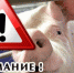 ВНИМАНИЕ!!! Африканская чума свиней - Администрация Фаленского округа
